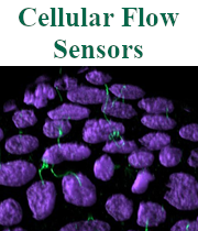 REU Cellular Flow Sensors