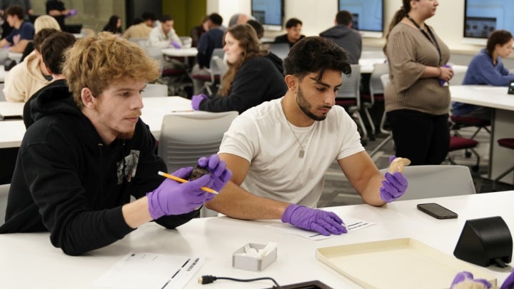 Two students examining artifacts