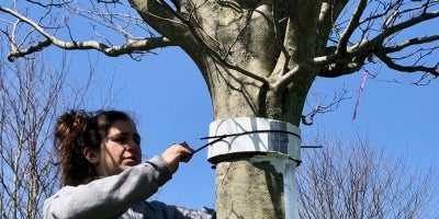 A female student tying a knot around a small tree for EVS research outside near a forest.